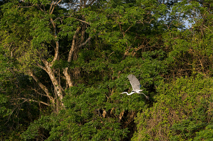 Oiseau dans l'Amazonie