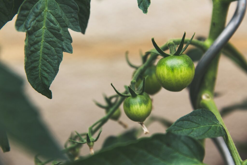 Photo TOMATE VERTE de Markus Spiske sur Unsplash.O